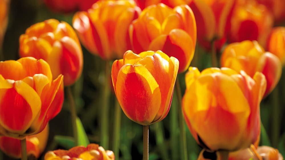 Tulipes Apeldoorn