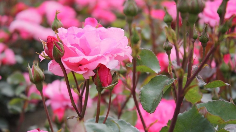 Rosiers à racines nues