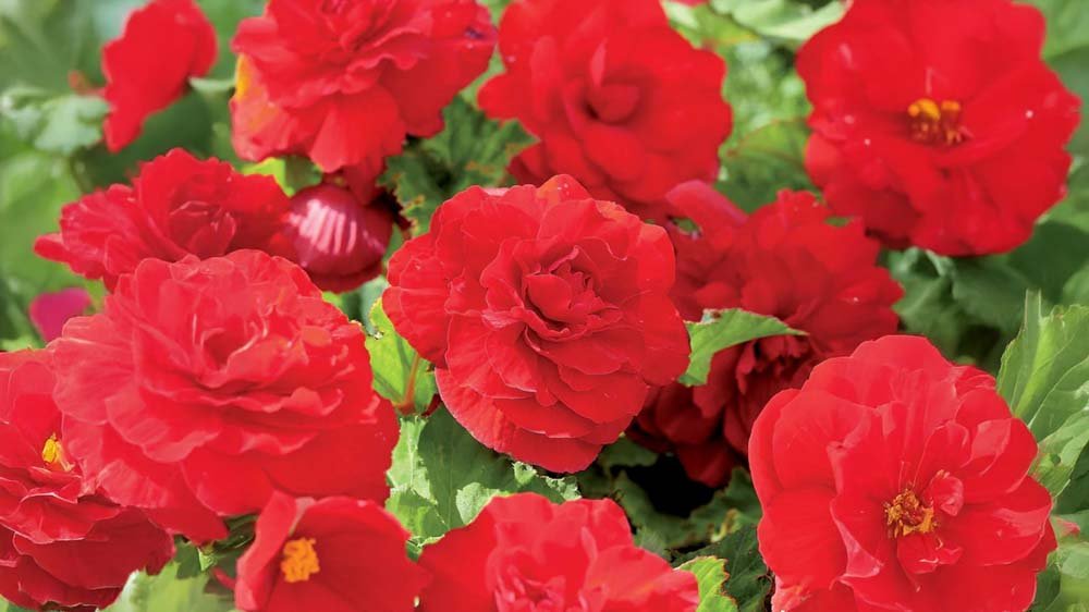 Bégonias orange - Blomea.fr