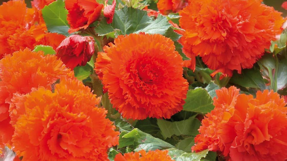 Bégonias rouges - Blomea.fr