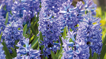 Fleurs de printemps bleues
