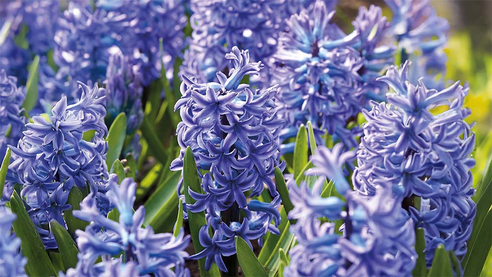 Fleurs de printemps bleues