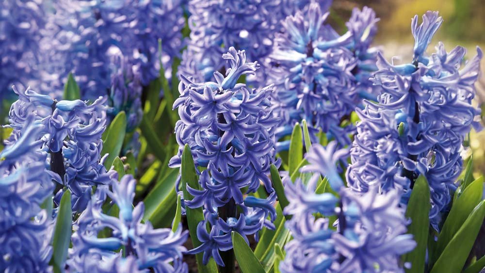Jacinthes bleues