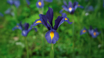 Iris bleus