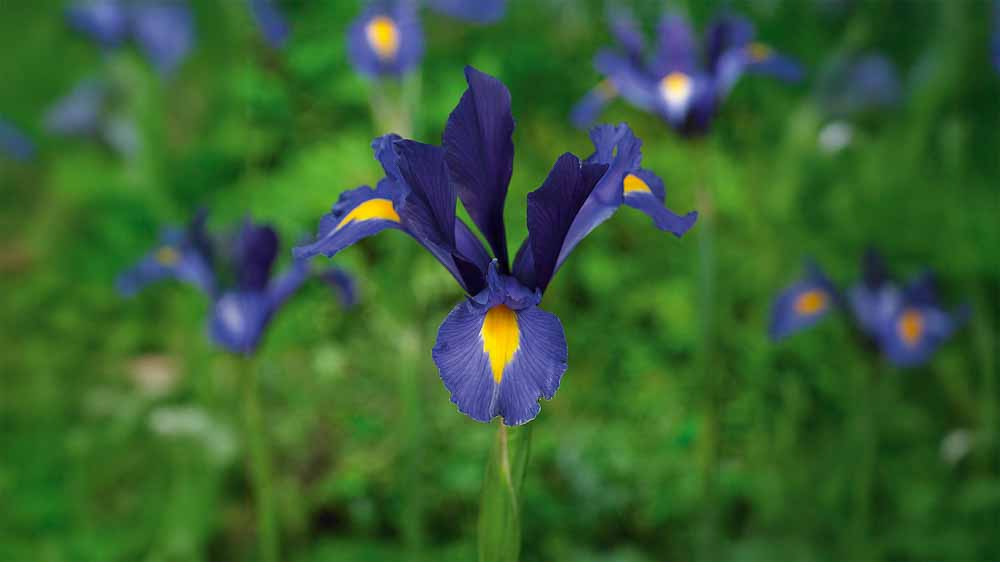 Iris bleus