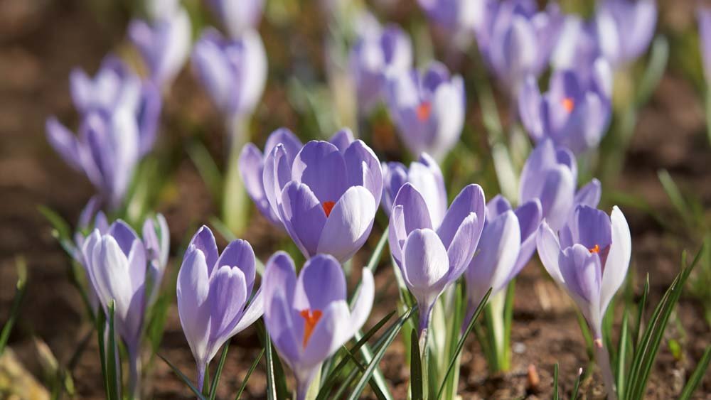 Crocus bleus