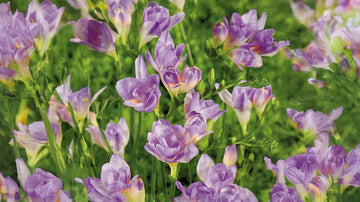Fleurs d'été bleues