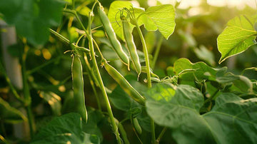 Graines de haricots