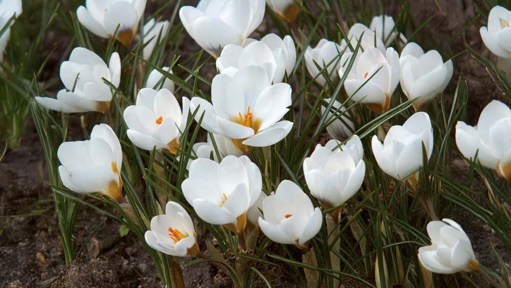 Crocus botaniques
