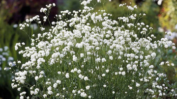 Graines de voile de mariée