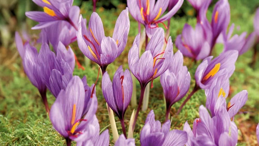 Bulbes d'automne - Blomea.fr