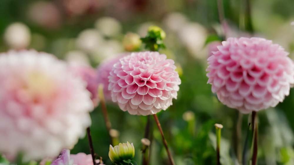 Bulbes d'été - Blomea.fr