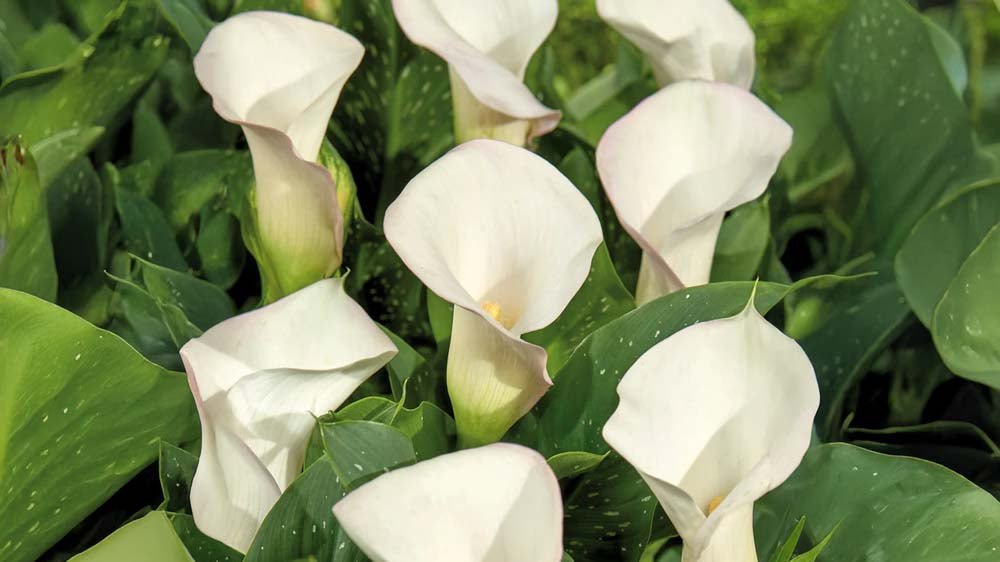 Callas blanches - Blomea.fr