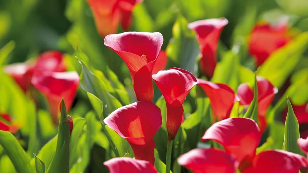 Callas rouges - Blomea.fr