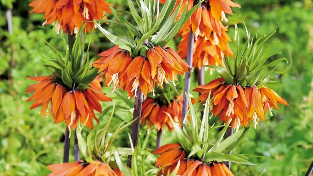 Couronnes impériales blanche - Blomea.fr