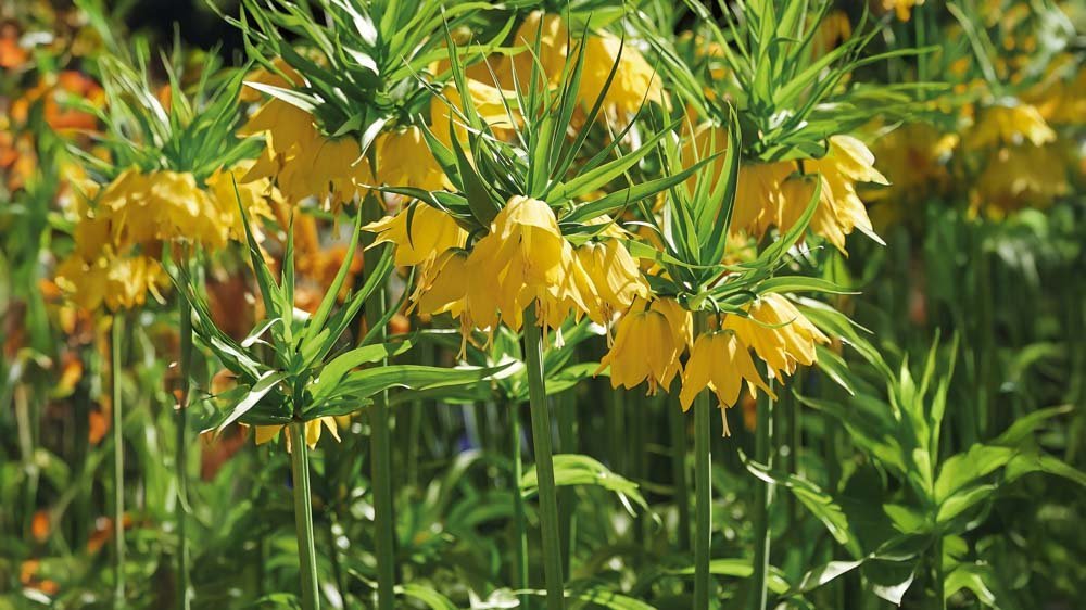 Couronnes impériales jaunes - Blomea.fr