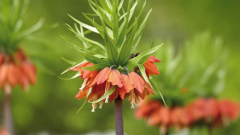 Couronnes impériales rouge - Blomea.fr