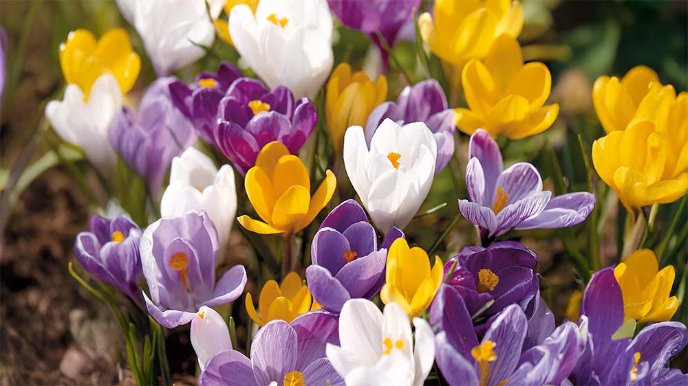 Crocus roses - Blomea.fr