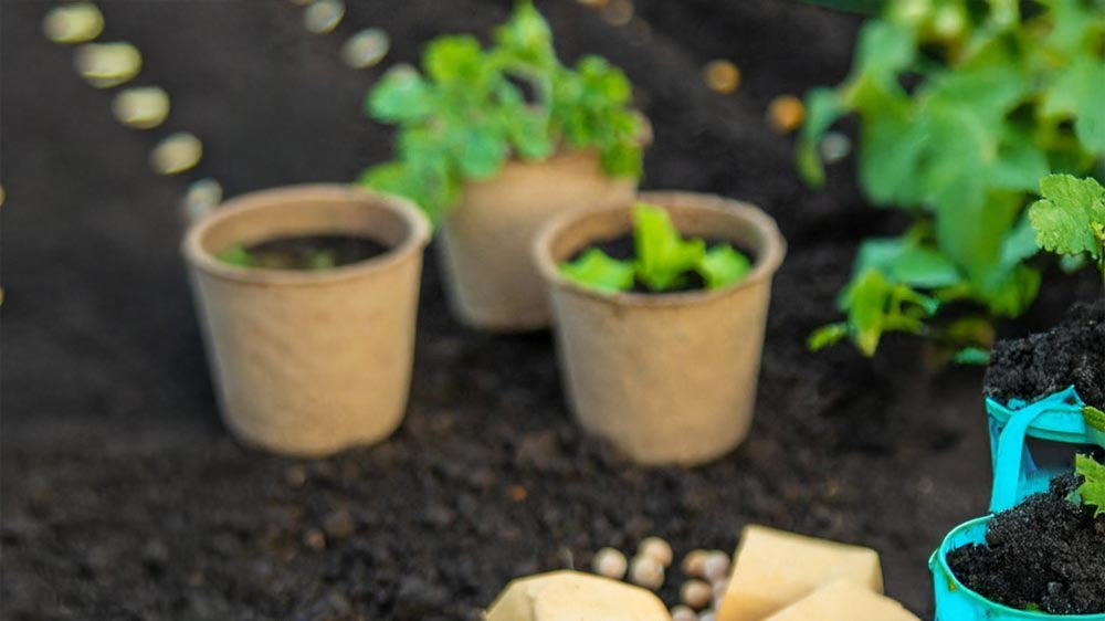 Culture et entretien - Blomea.fr