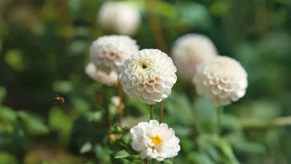 Dahlia blanche - Blomea.fr