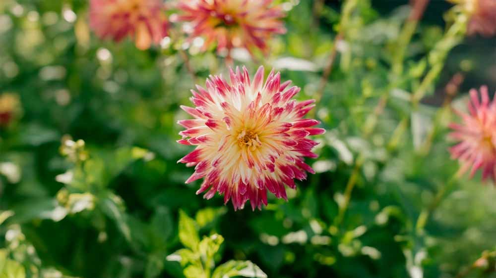 Dahlia cactus - Blomea.fr