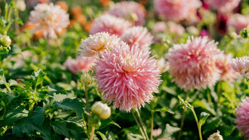 Dahlia frangé