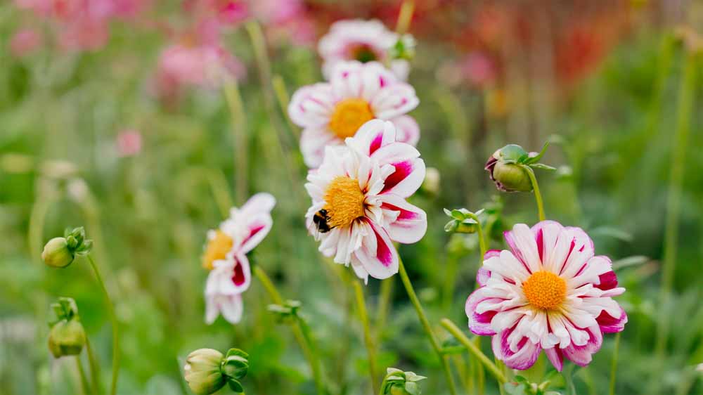 Dahlia collerette