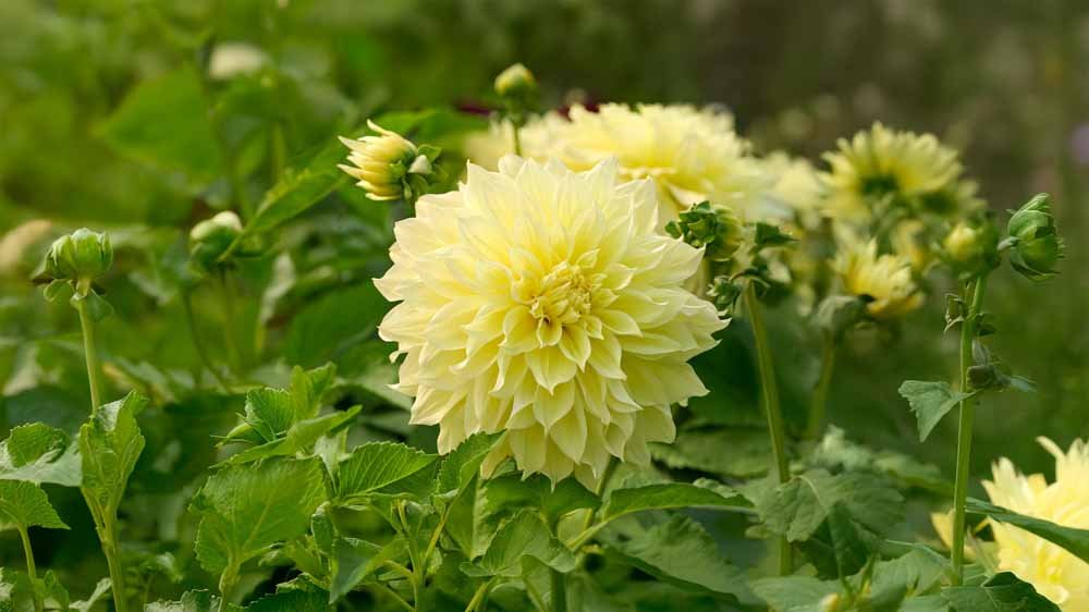 Dahlia jaune - Blomea.fr