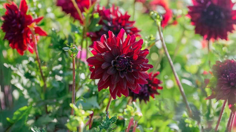 Dahlia noire - Blomea.fr