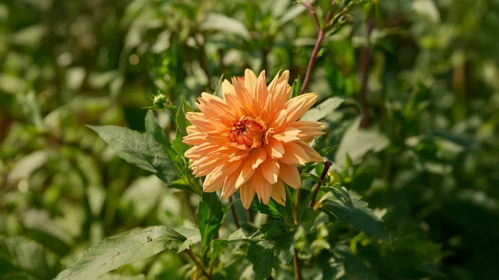 Dahlia orange - Blomea.fr