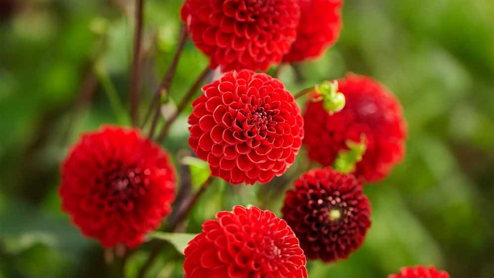 Dahlia rouge - Blomea.fr