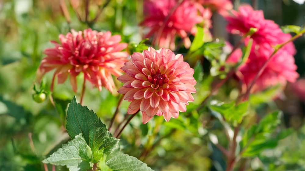 Dahlia stellaire - Blomea.fr