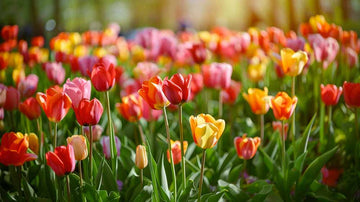 Tulipes Darwin