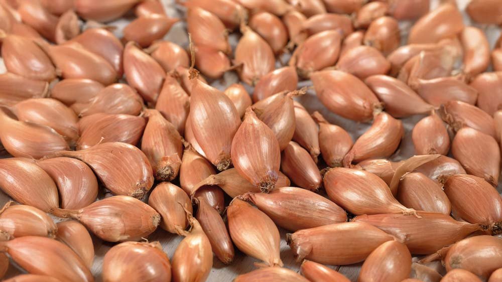 Échalotes - Blomea.fr