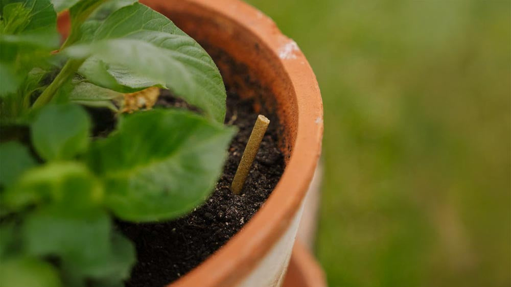 Engrais pour pots - Blomea.fr