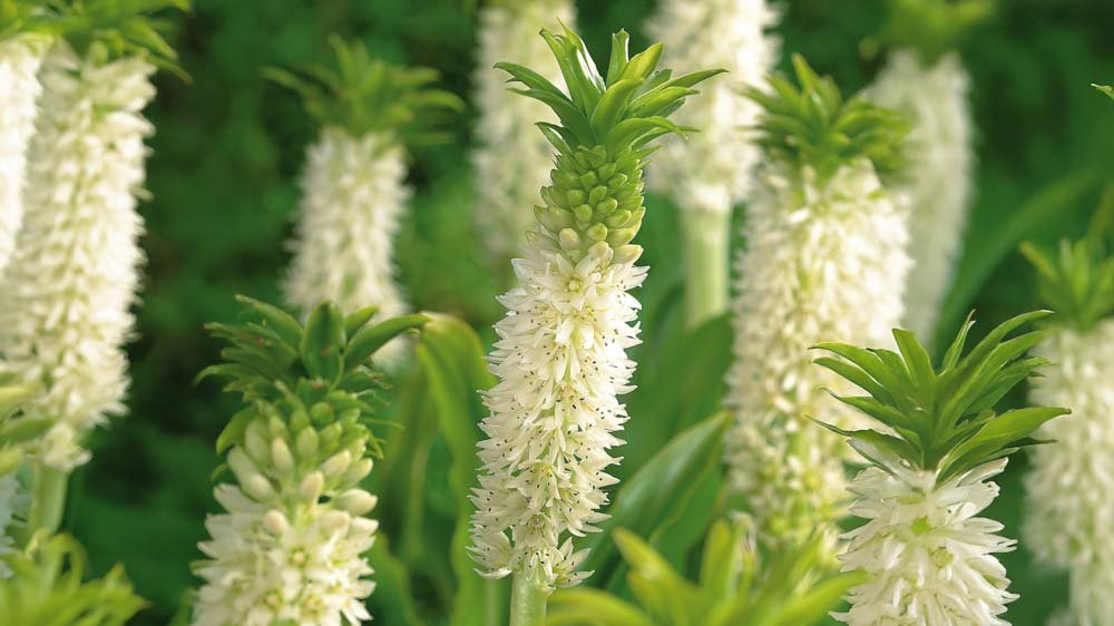 Eucomis - Blomea.fr