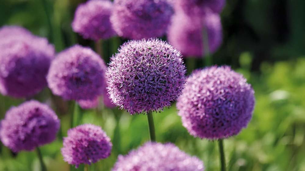 Fleurs à bulbes - Blomea.fr