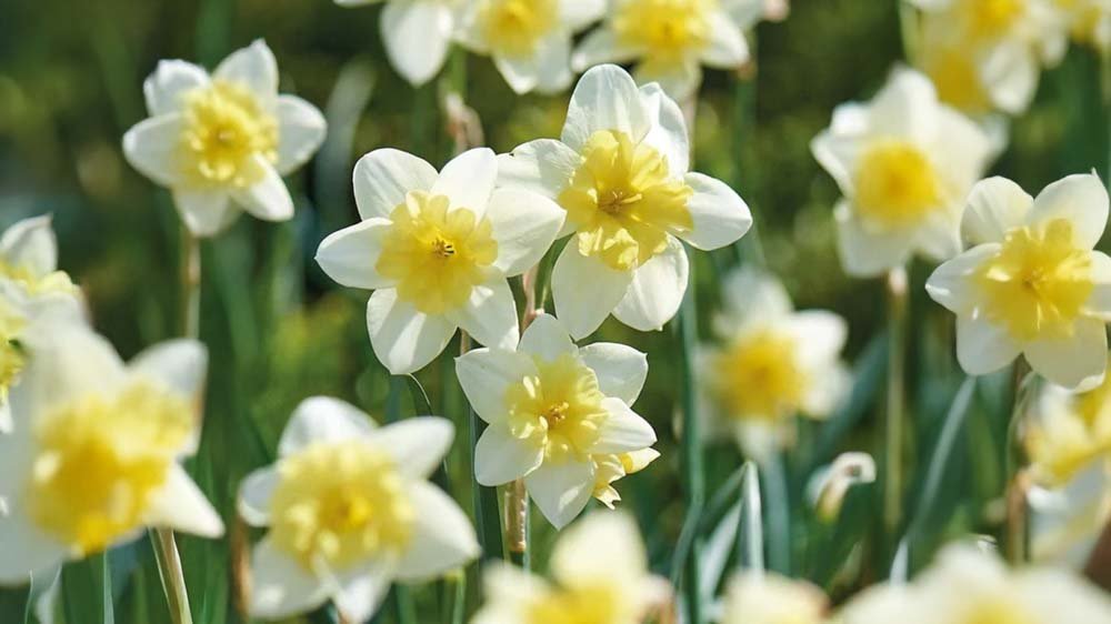 Fleurs à bulbes vivaces - Blomea.fr