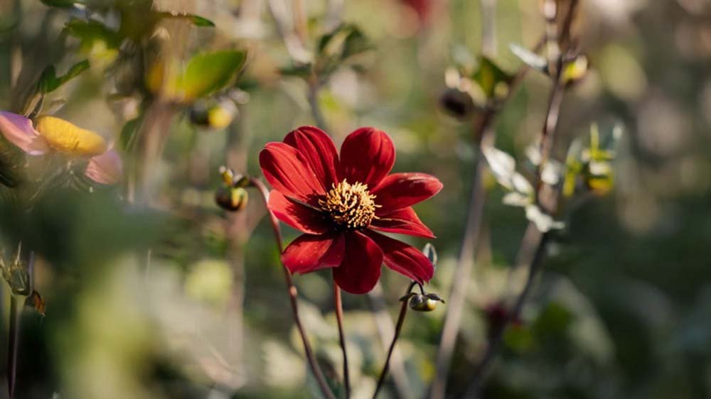 Fleurs d'automne en pot - Blomea.fr