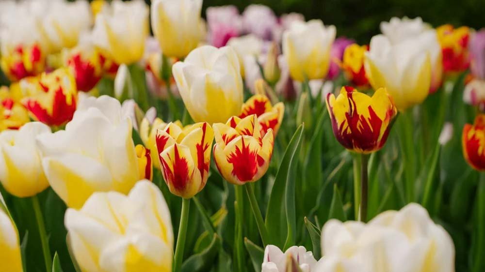 Fleurs de printemps en pot - Blomea.fr