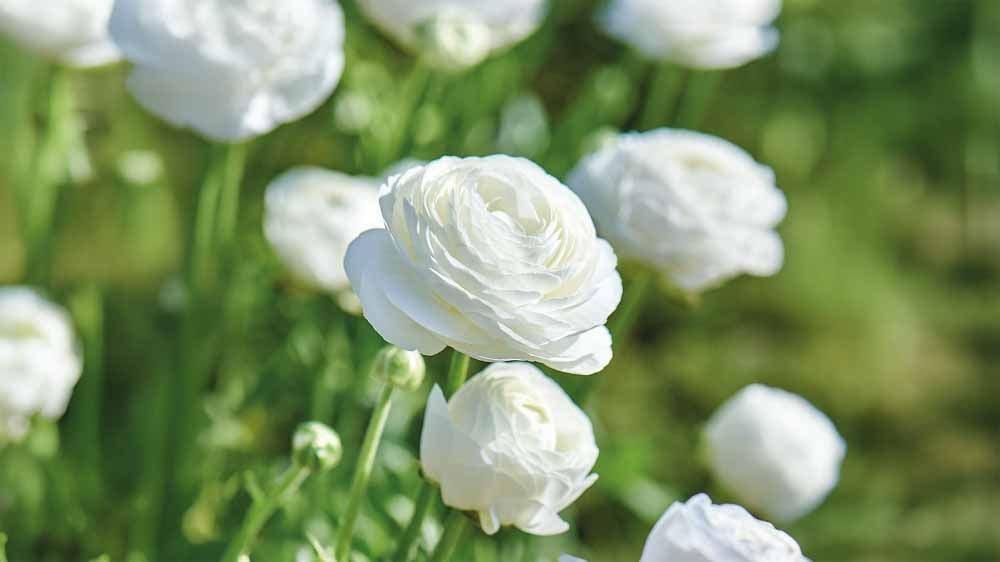 Fleurs d'été blanches - Blomea.fr
