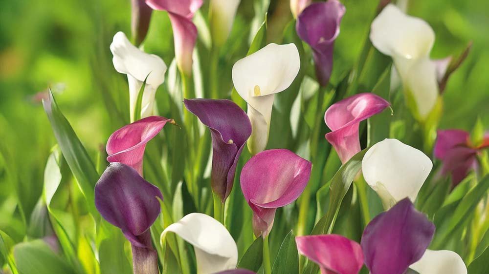 Fleurs d'été en pot - Blomea.fr