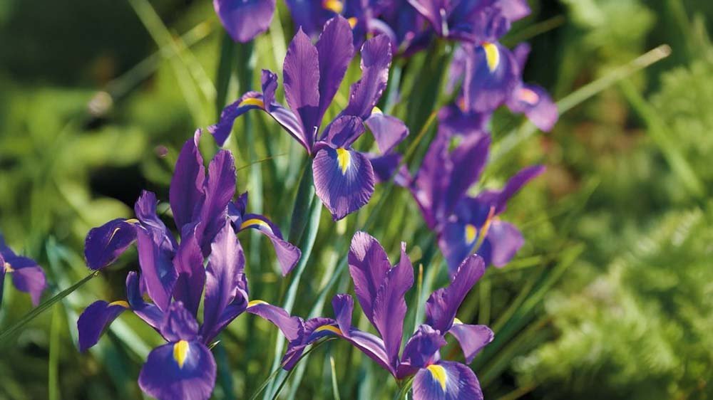 Fleurs d'été résistantes - Blomea.fr