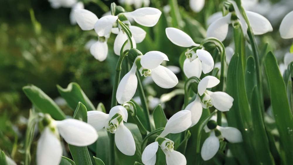 Fleurs d'hiver - Blomea.fr