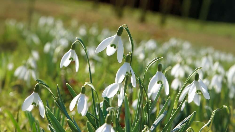 Fleurs d'hiver en pot - Blomea.fr