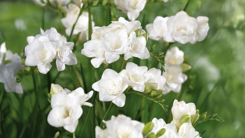 Freesias blancs - Blomea.fr