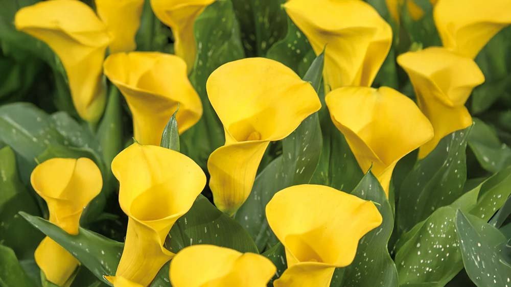 Freesias jaunes - Blomea.fr