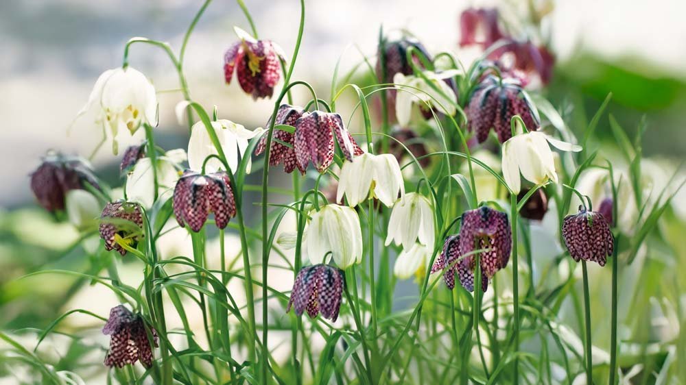 Fritillaire pintade - Blomea.fr