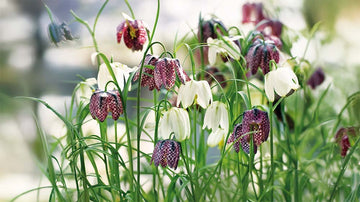 Fritillaires