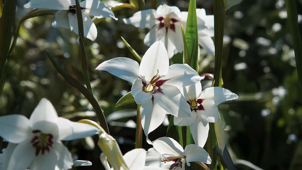 Glaïeul d'abyssinie - Blomea.fr